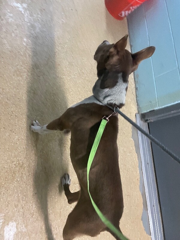 View Chanel the Dog Photo #2