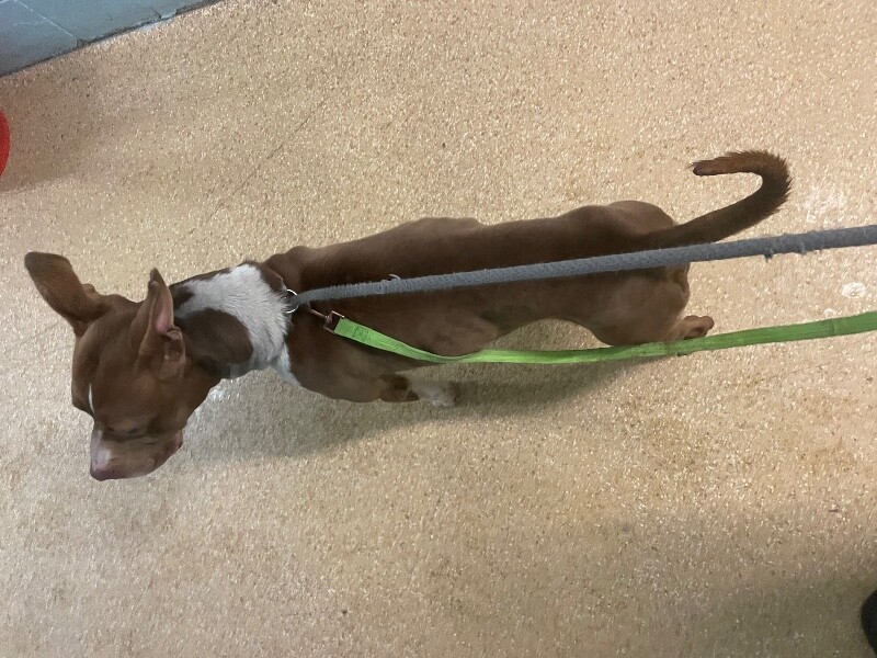 View Chanel the Dog Photo #4