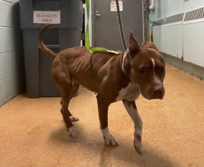 View Chanel the Dog Photo #3