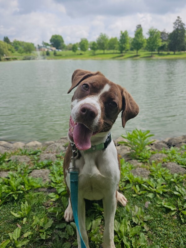 View Bo the Dog Photo #6