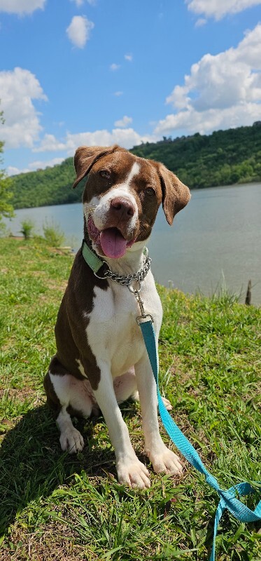 View Bo the Dog Photo #11