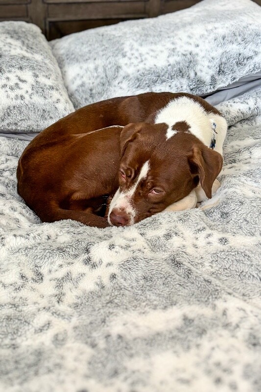 View Bojangles the Dog Photo #3