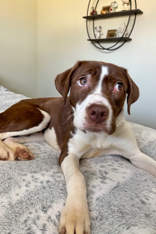 Learn More About Bojangles unnamed 10