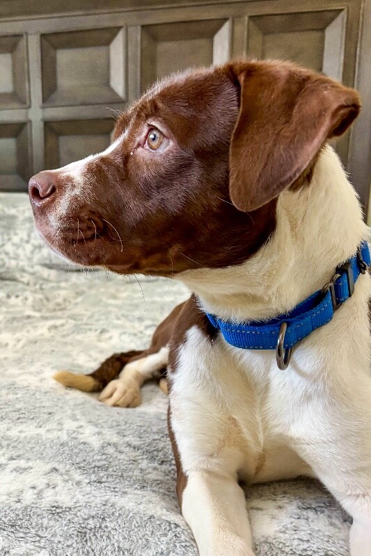 View Bojangles the Dog Photo #2