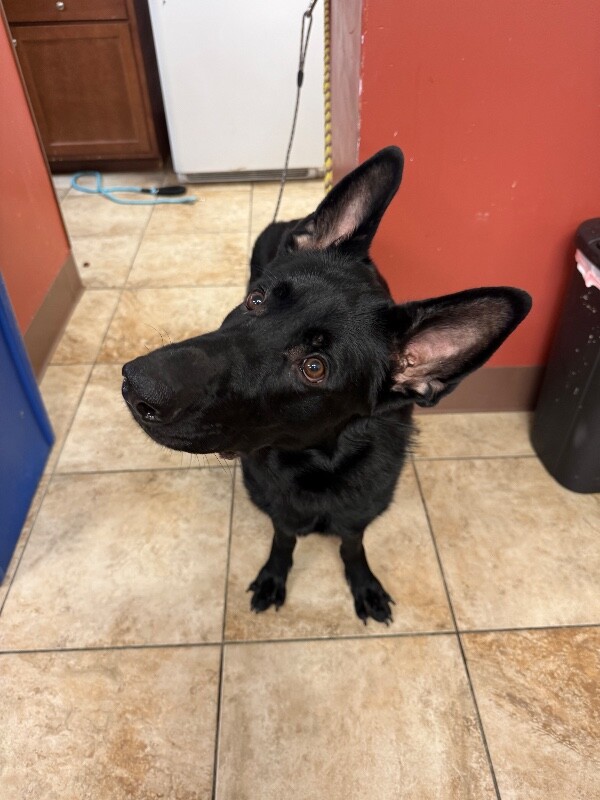 View Bart the Dog Photo #2