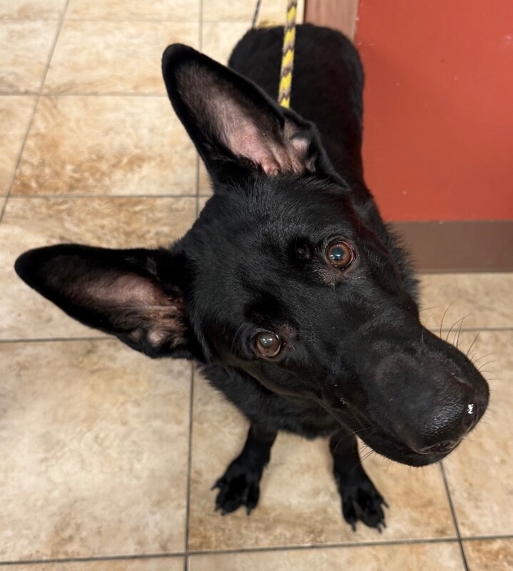 View Bart the Dog Photo #3