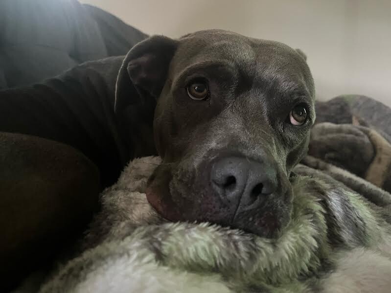 View Alice the Dog Photo #18