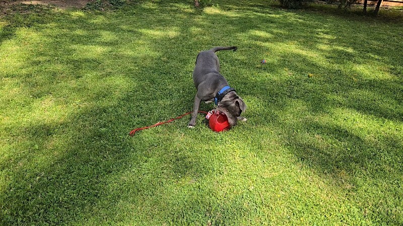 View Alice the Dog Photo #10