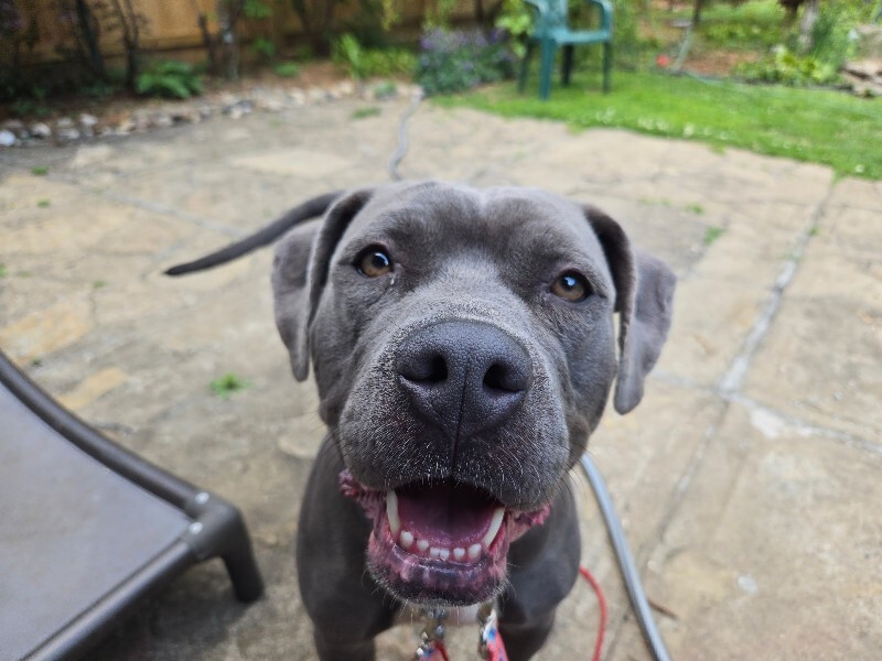 View Alice the Dog Photo #5