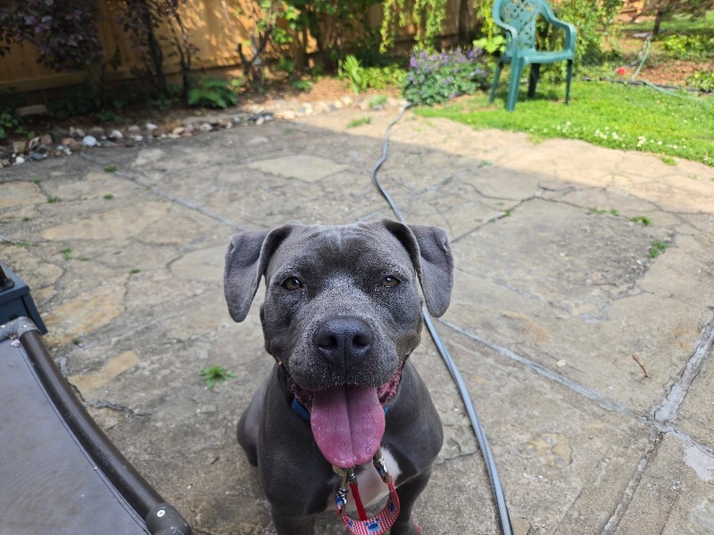 View Alice the Dog Photo #14