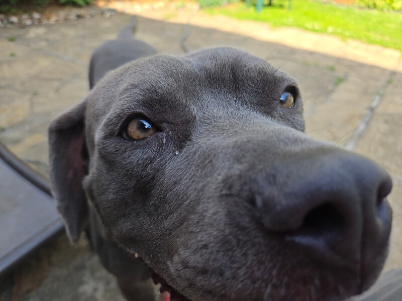 View Alice the Dog Photo #7