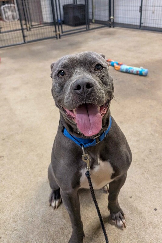 View Ms. Nakime the Dog Photo #2