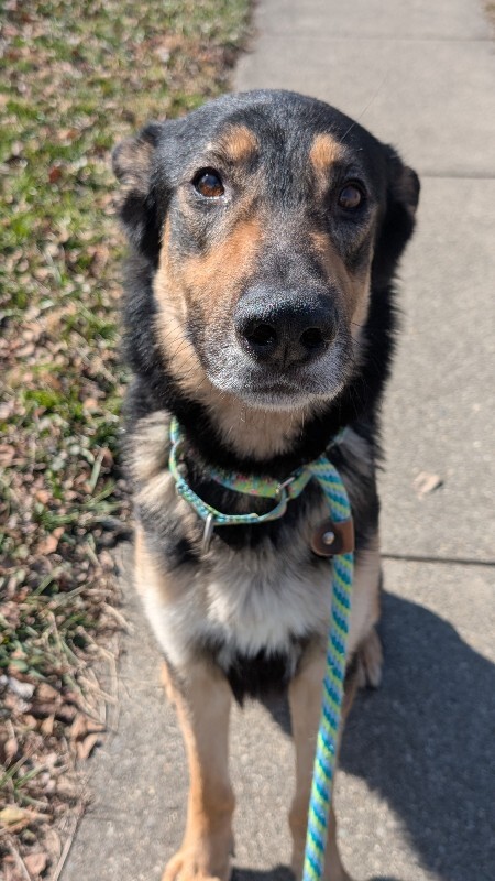 View Phil Collins the Dog Photo #4