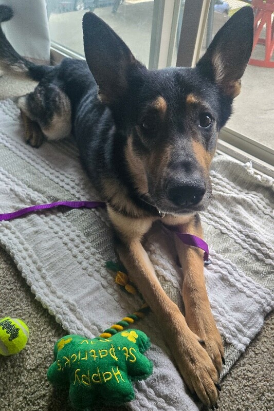 View Phil Collins the Dog Photo #5