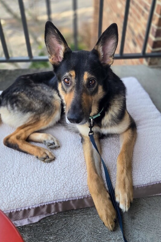 View Phil Collins the Dog Photo #2