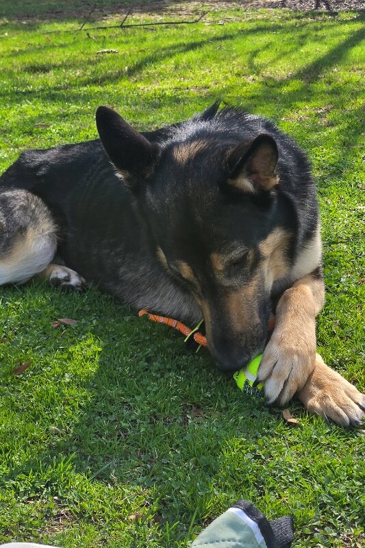 View Phil Collins the Dog Photo #6