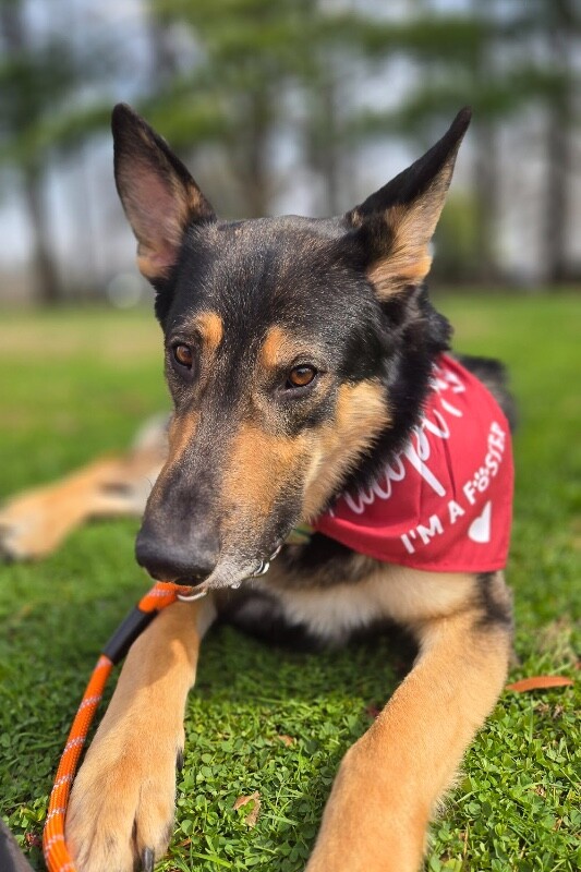 View Phil Collins the Dog Photo #3