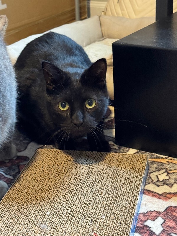 View Pip the Cat Photo #2