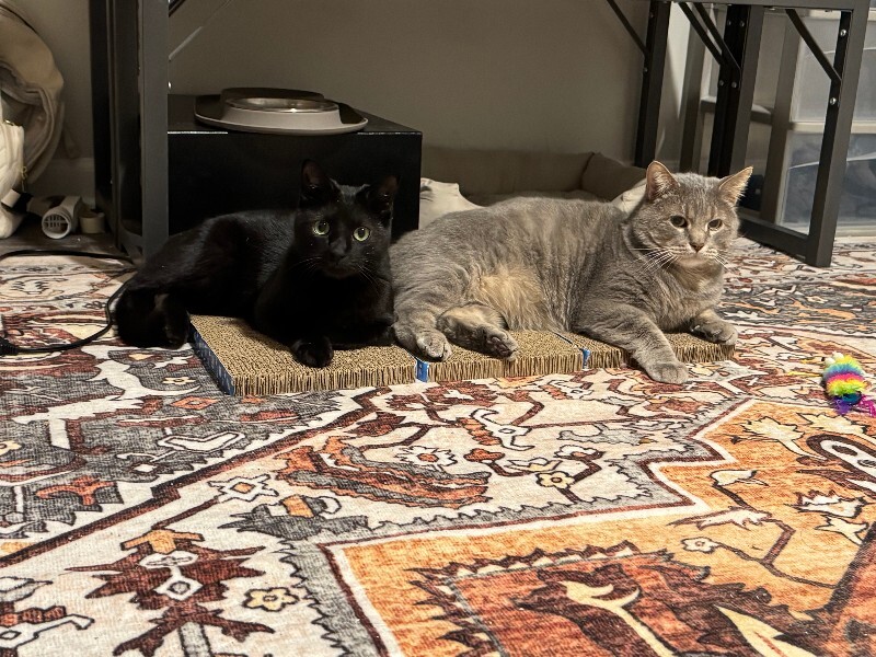 View Pip the Cat Photo #5