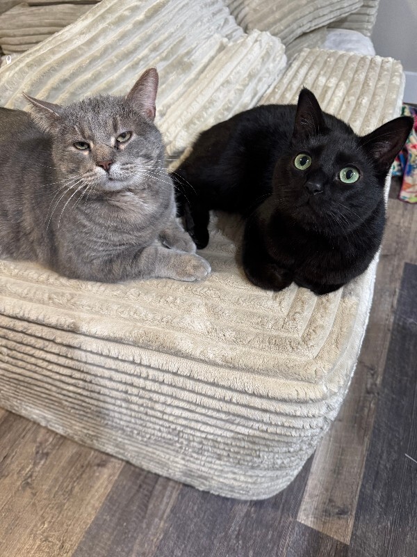 View Pip the Cat Photo #4