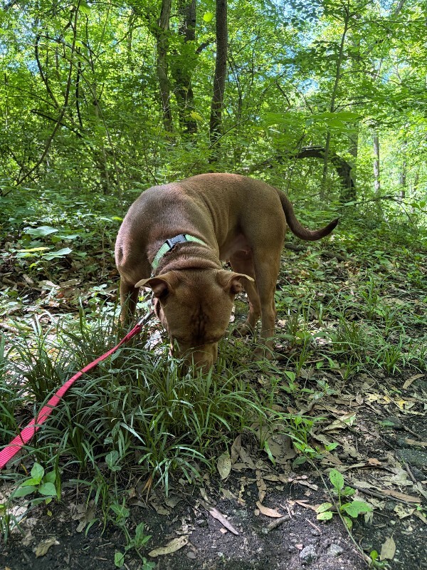 View Poca the Dog Photo #9