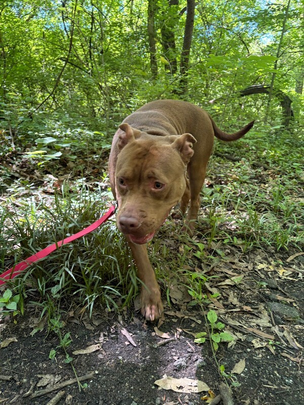 View Poca the Dog Photo #7