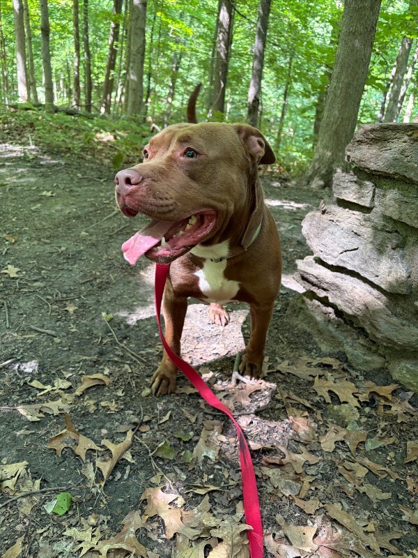 View Poca the Dog Photo #8