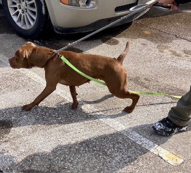 View Poca the Dog Photo #3