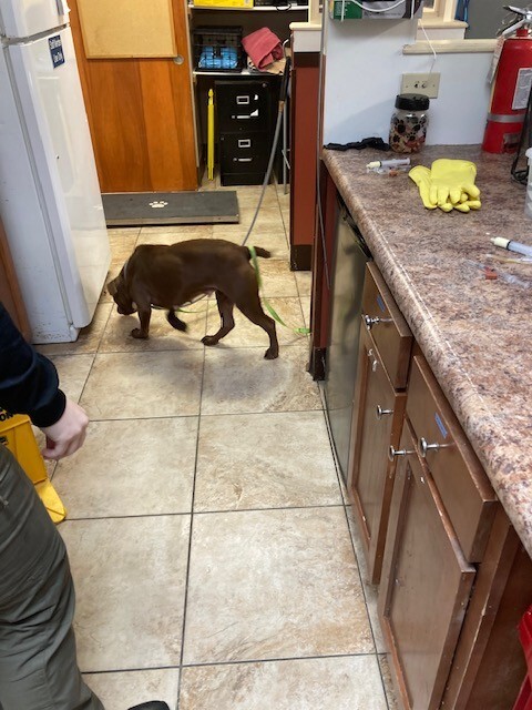 View Poca the Dog Photo #4