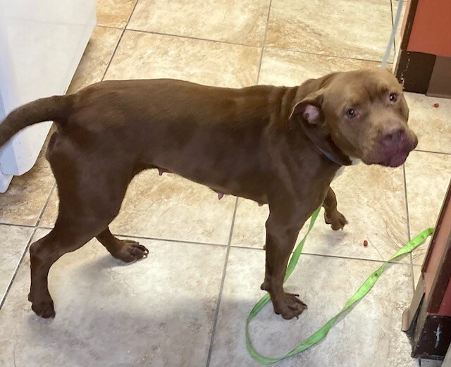 View Poca the Dog Photo #2