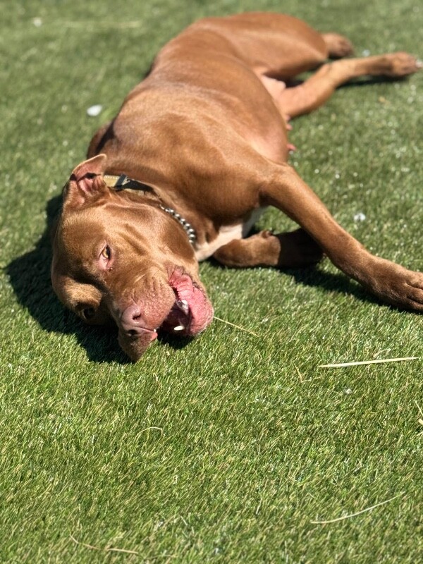 View Poca the Dog Photo #6