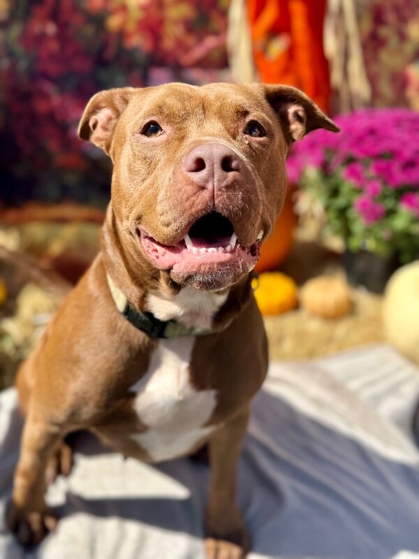 Learn More About Poca Poca - Dog