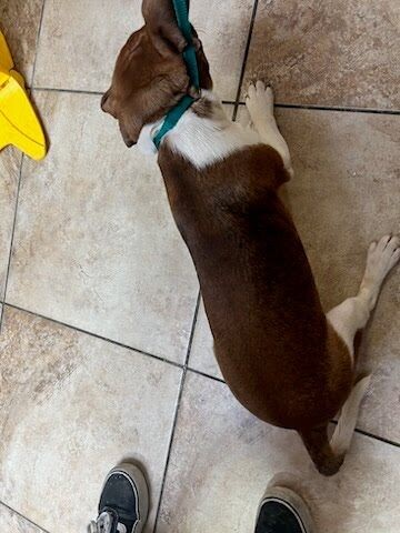 View Kiji the Dog Photo #3