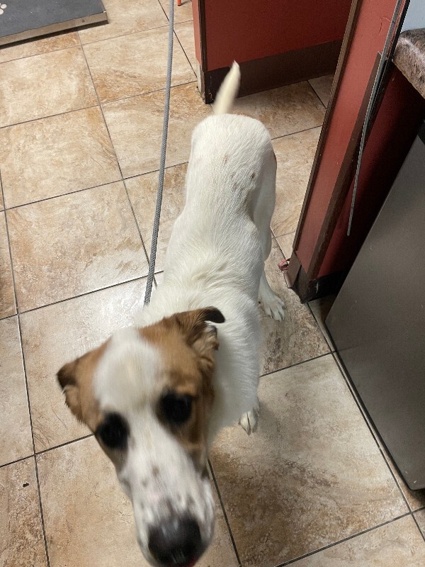 View Saint Valentine the Dog Photo #2