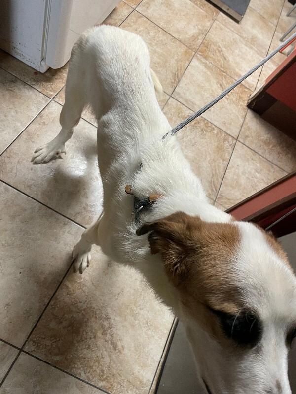 View Saint Valentine the Dog Photo #3