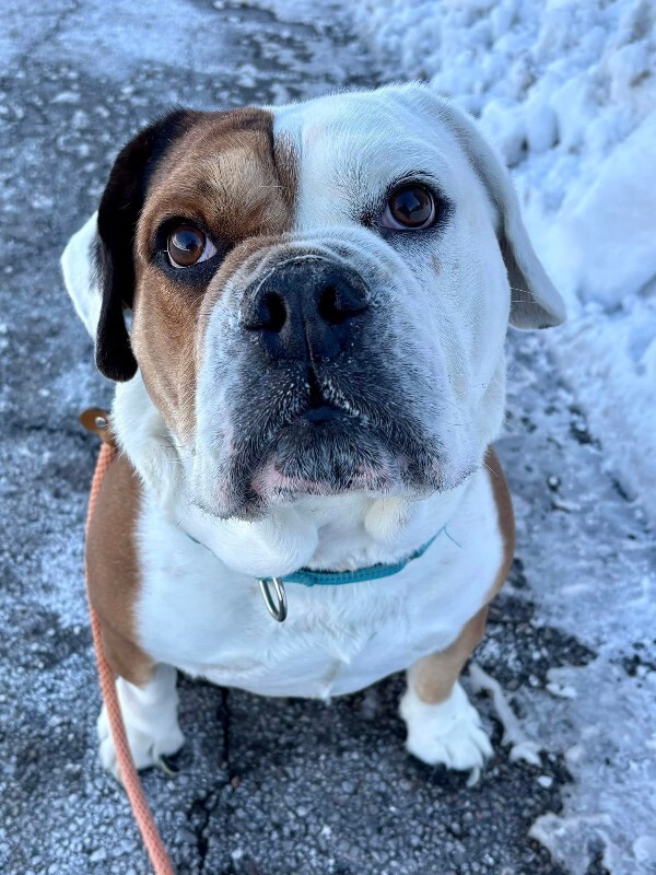 View Moore the Dog Photo #2