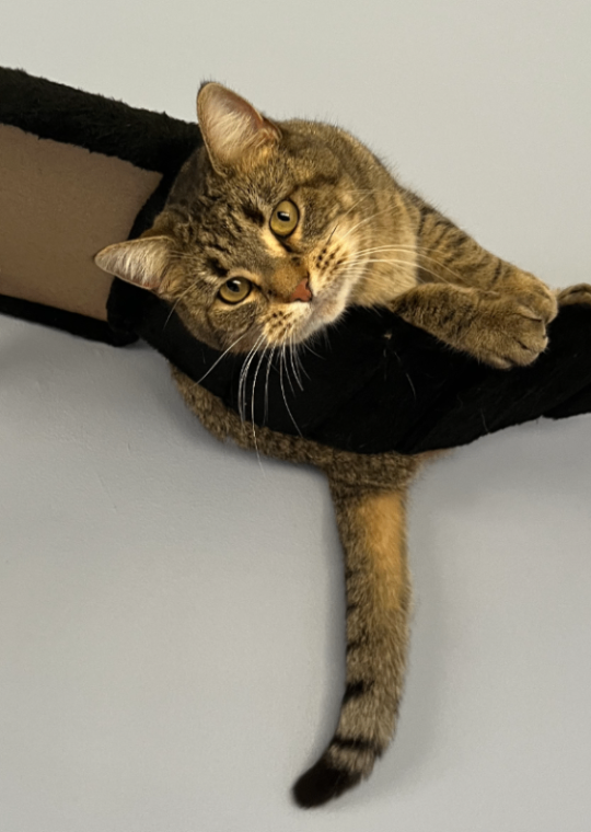 Screenshot 2026 02 05 090939