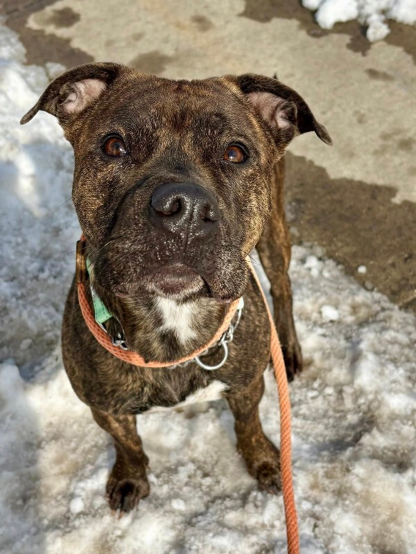 View Julianna the Dog Photo #2