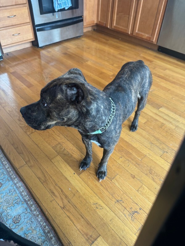 View Julianna the Dog Photo #6