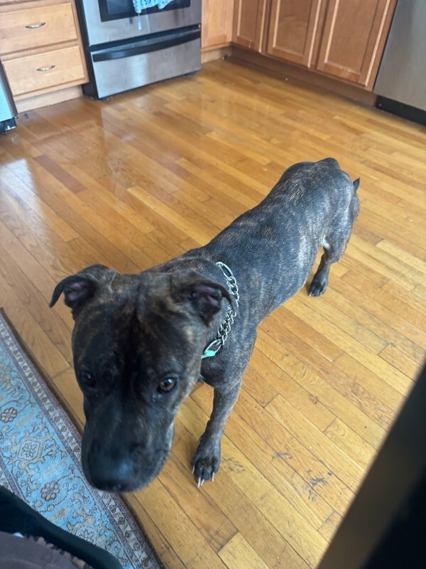 View Julianna the Dog Photo #5