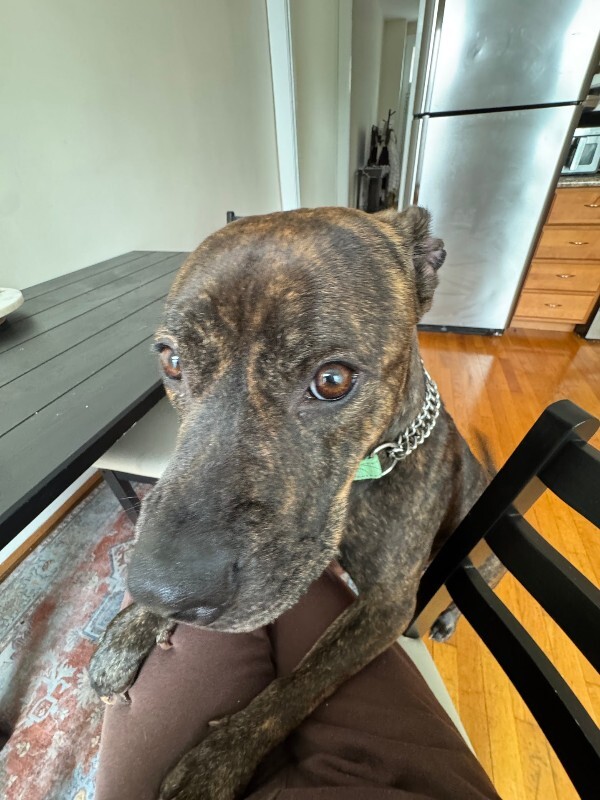 View Julianna the Dog Photo #8