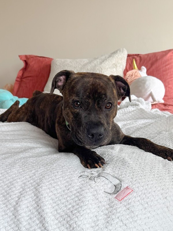 View Julianna the Dog Photo #2