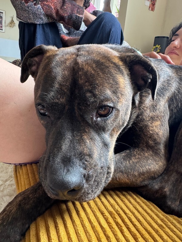 View Julianna the Dog Photo #7