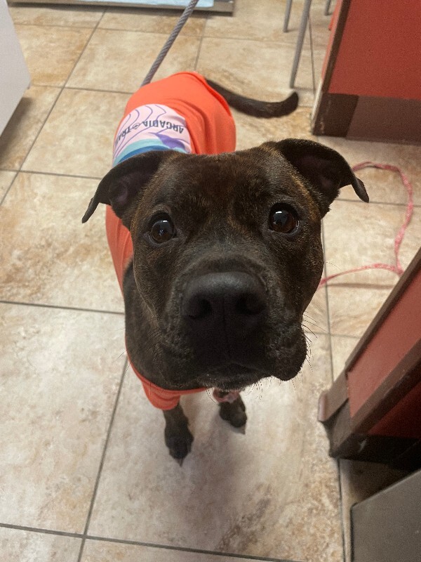 View Julianna the Dog Photo #3