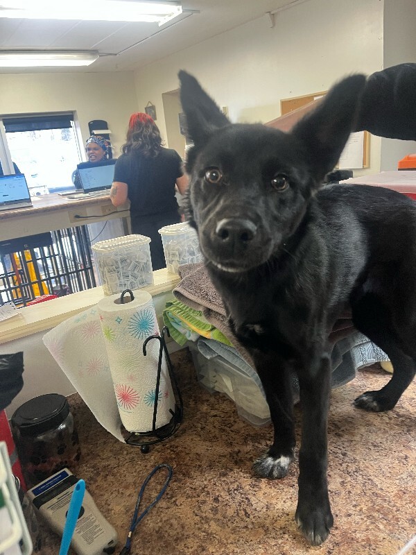 View Ursa the Dog Photo #3