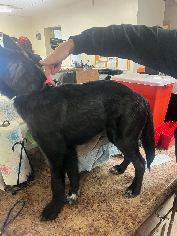 View Ursa the Dog Photo #4