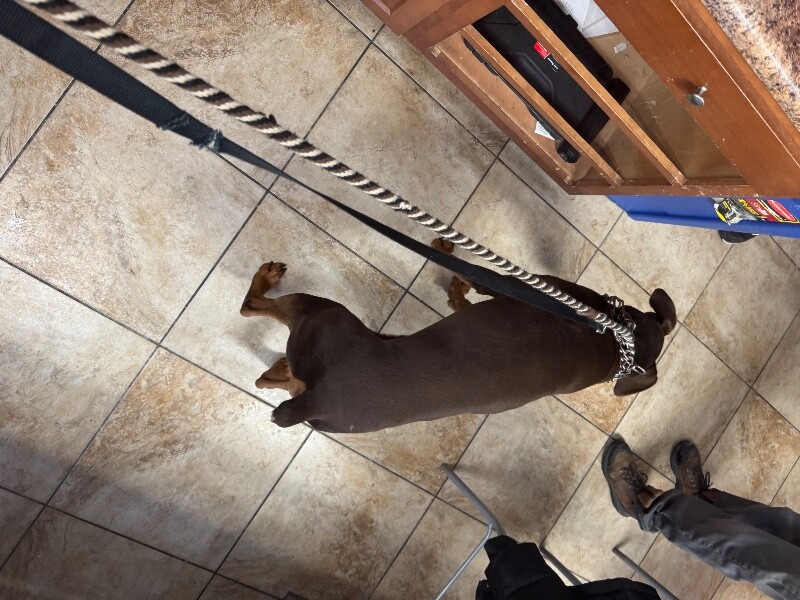 View Lorado the Dog Photo #4