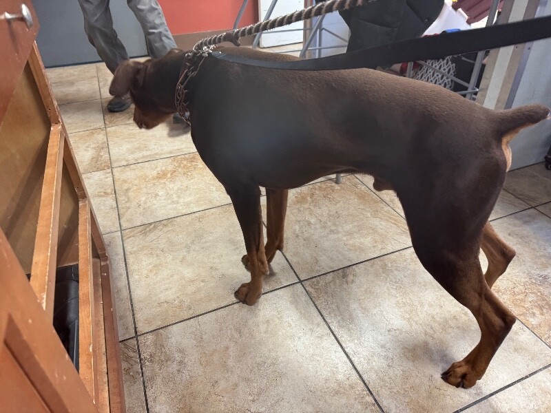 View Lorado the Dog Photo #5