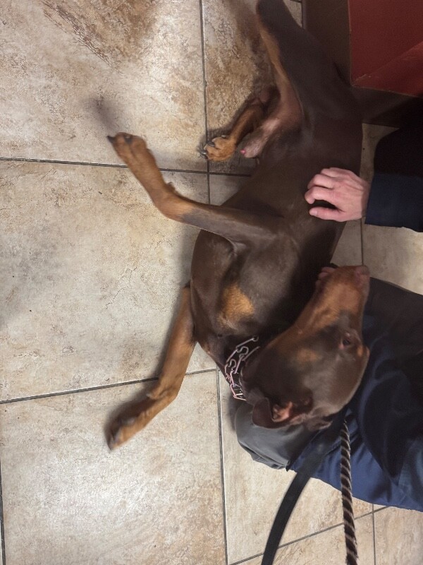 View Lorado the Dog Photo #3