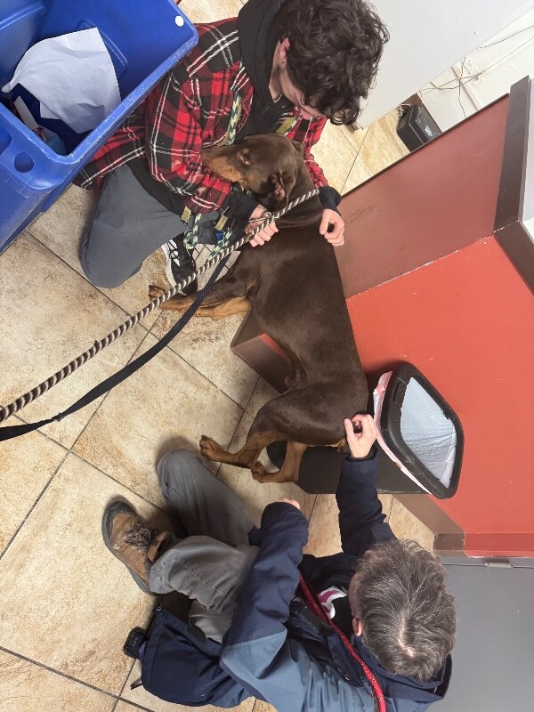 View Lorado the Dog Photo #6